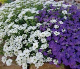 Frühlingsstauden Angebote bei toom Baumarkt Freital für 1,99 €