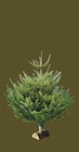 Sapin Nordmann 100/150 cm avec bûche offerte à Intermarché Contact dans Bardos
