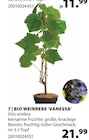 Bio Weinrebe ‘Vanessa’ von  im aktuellen Dehner Garten-Center Prospekt für 21,99 €