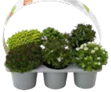 Stauden-Mix im Angebot bei OBI in Troisdorf Stauden-Mix Angebote von Grow by OBI bei OBI Troisdorf für 9,99 €