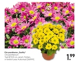 Chrysantheme „Swifty“ für 1,99 € bei Hellweg im Angebot Chrysantheme „Swifty“ im aktuellen Hellweg Prospekt