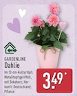 Dahlie von Gardenline im aktuellen ALDI Nord Prospekt