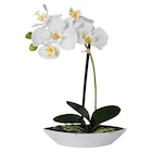 Orchidee im aktuellen POCO Prospekt für 4,00 €