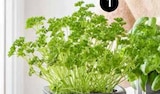 BIOLAND PETERSILIE MOOSKRAUSE im Angebot bei Dehner Garten-Center in Kiel BIOLAND PETERSILIE MOOSKRAUSE Angebote bei Dehner Garten-Center Kiel für 2,29 €