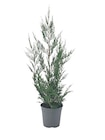 Cyprès de Leyland en promo chez Carrefour Drancy à 2,99 €