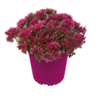 Aktuelle Blumen Angebote bei Penny in Mannheim Aktuelles Mauerpfeffer Angebot bei Penny in Mannheim ab 1,99 €