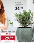 Olive bei Dehner Garten-Center im Prospekt "" für 29,99 €