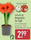 Amaryllis im Topf im ALDI Nord Prospekt Amaryllis im Topf von Gardenline im aktuellen ALDI Nord Prospekt für 2,99 €