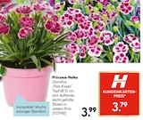 Prinzess-Nelke im aktuellen Hellweg Prospekt