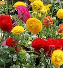 Renoncule à Delbard dans Vorey Renoncule à Delbard dans Vorey