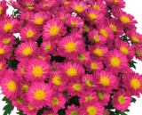 Chrysanthèmes en promo chez Norma Metz à 2,99 €
