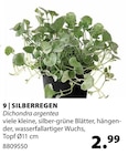 Silberregen im Dehner Garten-Center Prospekt Silberregen von im aktuellen Dehner Garten-Center Prospekt für 2,99 €