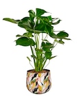 Philodendron monstera 'deliciosa' h. 70 cm. - Truffaut à Montreuil Philodendron monstera 'deliciosa' h. 70 cm. en promo chez Truffaut Montreuil à 19,99 €