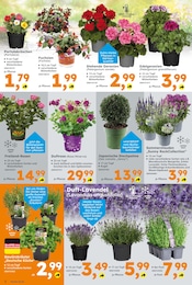Pflanzen Angebot & Preis im aktuellen Globus-Baumarkt Prospekt Pflanzen Angebot im aktuellen Globus-Baumarkt Prospekt auf Seite 2
