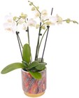 Orchidee in Premiumkeramik Angebote bei REWE Bergheim für 19,99 €