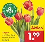 Tulpen bei Netto Marken-Discount im Althegnenberg Prospekt für 1,99 €