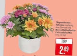 Chrysanthemen Aubisque zweifarbig im Angebot bei Marktkauf in Waiblingen Chrysanthemen Aubisque zweifarbig Angebote bei Marktkauf Waiblingen für 2,49 €