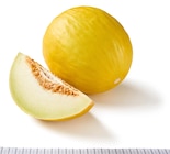 Lidl - Honigmelone Angebot im Prospekt Honigmelone bei Lidl im Prospekt "" für 1,19 €