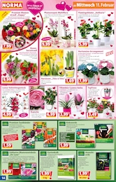 Blumenerde Angebot im aktuellen Norma Prospekt auf Seite 14