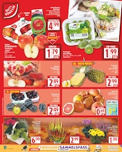 Ähnliche Kaiserkrone Angebote im Prospekt "Aktuelle Angebote" von EDEKA Ähnliches Angebot bei EDEKA in Prospekt "Aktuelle Angebote" gefunden auf Seite 2