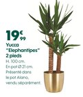 Yucca "Elephantipes" 2 pieds dans le catalogue Truffaut