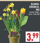 Blumenzwiebel-Mix Angebote bei Marktkauf Dorsten für 3,99 €