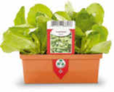 Kopfsalat im Angebot bei Netto Marken-Discount in Darmstadt Kopfsalat Angebote bei Netto Marken-Discount Darmstadt für 1,99 €