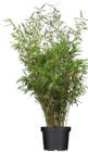 Bambus (Fargesia nitida 'Gansu') Angebote bei Globus-Baumarkt Löhne für 24,99 €