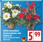 Sommerstauden oder Dahlien XL von EDEKA Heimatliebe für 5,99 € bei EDEKA im Angebot Sommerstauden oder Dahlien XL von EDEKA Heimatliebe im aktuellen EDEKA Prospekt