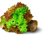 Deutsches Salat-Trio mit Wurzeln im Angebot bei Penny in Krefeld Deutsches Salat-Trio mit Wurzeln Angebote von Marktliebe bei Penny Krefeld für 1,00 €