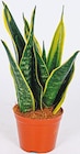 Netto mit dem Scottie Nietwerder - Sansevieria 'Bogenhanf' Angebot im Prospekt Sansevieria 'Bogenhanf' bei Netto mit dem Scottie im Nietwerder Prospekt für 3,99 €