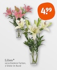 Lilien von  im aktuellen tegut Prospekt für 4,99 €