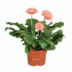 Gerbera - Lidl à Orléans Gerbera en promo chez Lidl Orléans à 2,23 €