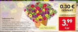 Calibrachoa-Trio Angebot in Weil der Stadt Calibrachoa-Trio im aktuellen Prospekt bei BayWa Bau- und Gartenmärkte in Weil der Stadt
