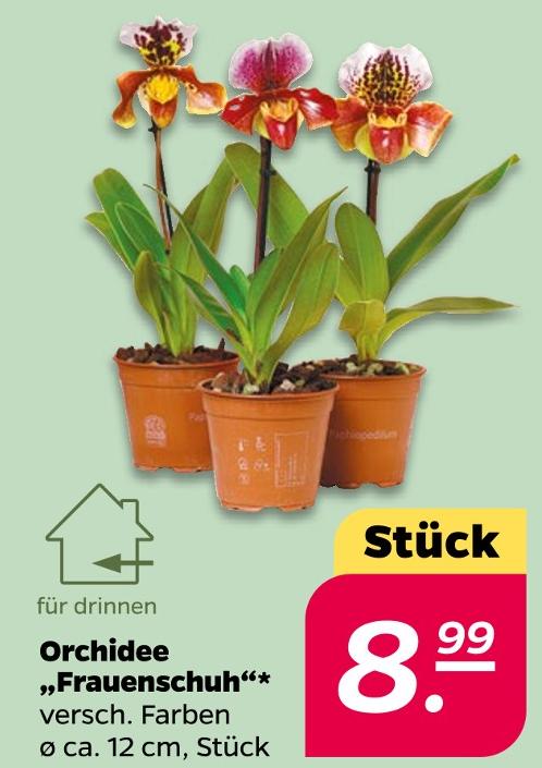 Orchidee 'Frauenschuh'