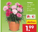 Nelken im Angebot bei Netto Marken-Discount in Neu-Ulm Nelken Angebote bei Netto Marken-Discount Neu-Ulm für 1,99 €
