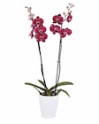 Phalaenopsis in Keramik im aktuellen Lidl Prospekt