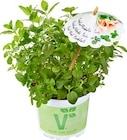Kräuter-Trio bei Hagebaumarkt im Grafing Prospekt für 3,99 €