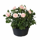 Rosier en coupe - Lidl à Asnières-sur-Seine Rosier en coupe en promo chez Lidl Asnières-sur-Seine à 5,99 €