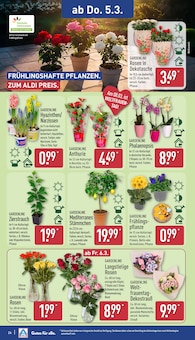 Blumen im aktuellen ALDI Nord Prospekt (Jena) Blumen im ALDI Nord Prospekt "LIEBLINGE UNSERER REGION" mit 42 Seiten (Jena)