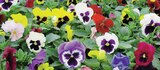 PENSÉE OU VIOLA POT 13 CM en promo à 3,89 € chez Intermarché Super PENSÉE OU VIOLA POT 13 CM dans le catalogue Intermarché Super