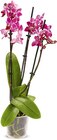 Orchidee im Angebot bei Netto Marken-Discount in Recklinghausen Orchidee Angebote bei Netto Marken-Discount Recklinghausen für 8,99 €