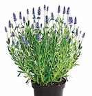 Aktuelles Lavendel Angebot bei Dehner Garten-Center in Münster ab 2,99 €