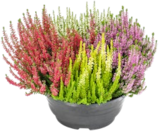 Aktuelles Calluna-Schale Angebot bei Kaufland in Duisburg ab 6,66 €