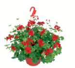 Sommerblumen-Ampel Angebote bei toom Baumarkt Detmold für 12,99 €