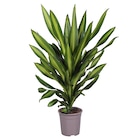 Promo Dracaena Fragrans "Burley" à 24,99 € dans le catalogue Gamm vert à Loudun