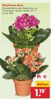 Blühpflanzen Minis im Angebot bei Netto Marken-Discount in Recklinghausen Blühpflanzen Minis Angebote bei Netto Marken-Discount Recklinghausen für 1,19 €