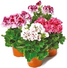 Aktuelles Edelgeranie Angebot bei Netto mit dem Scottie in Potsdam ab 1,99 €