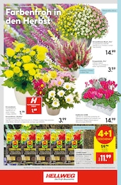 Blumenerde im Hellweg Prospekt Ihr Projekt im Herbst! auf S. 24