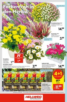 Blumenerde im aktuellen Hellweg Prospekt (Essen) Blumenerde im Hellweg Prospekt "Ihr Projekt im Herbst!" mit 24 Seiten (Essen)